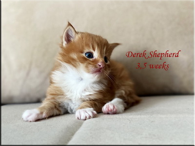 derekshepherd35weeks