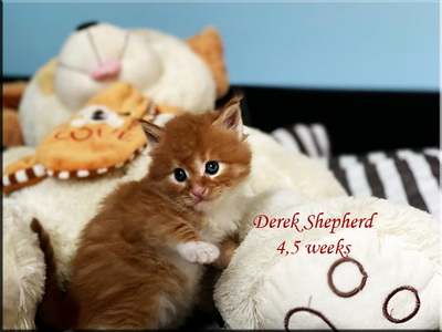 derekshepherd45