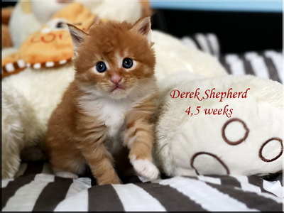 derekshepherd45