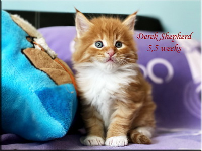 derekshepherd55w