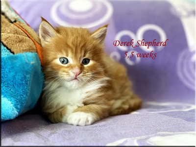 derekshepherd55w