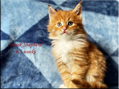 derekshepherd65