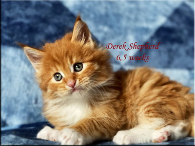 derekshepherd65