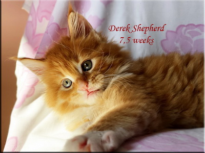 derekshepherd75