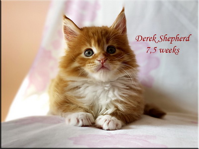 derekshepherd75