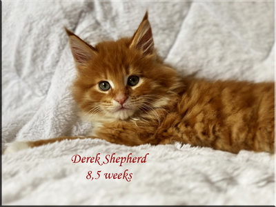derekshepherd85