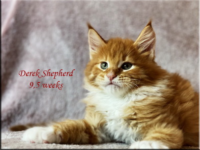 derekshepherd9,5weeks