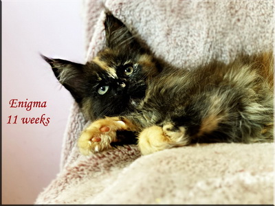 enigma11weeks