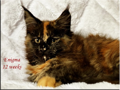 enigma12weeks