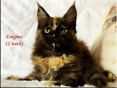 enigma12weeks