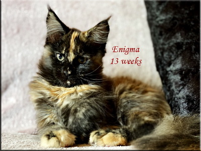 enigma13weeks