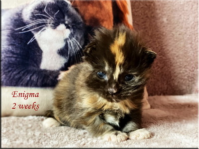 enigma2weeks