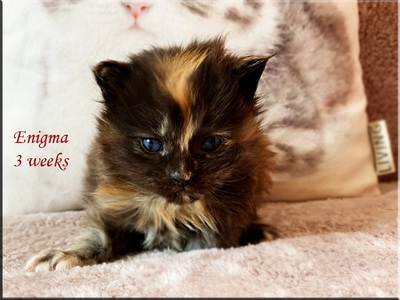 enigma3weeks