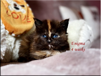 enigma4w
