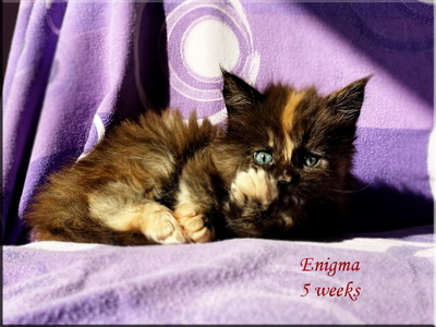 enigma5w