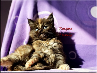 enigma5w