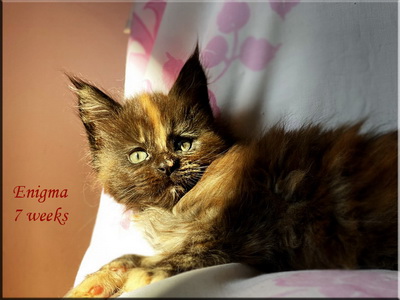 enigma7w