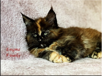 enigma9weeks