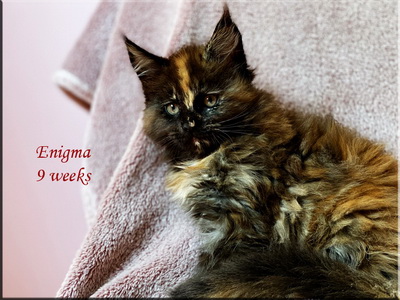 enigma9weeks