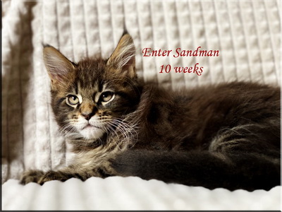 entersandman10weeks