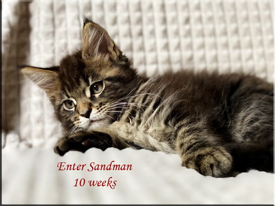 entersandman10weeks
