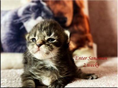 entersandman2weeks