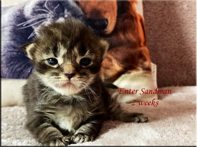 entersandman2weeks