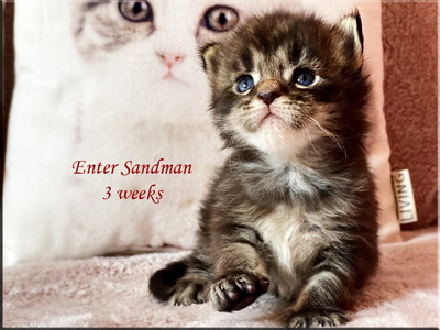 entersandman3weeks