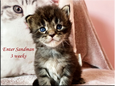 entersandman3weeks