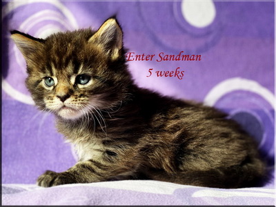 entersandman5w