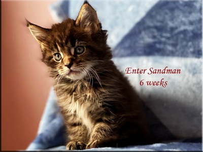 entersandman6weeks