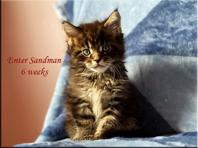 entersandman6weeks