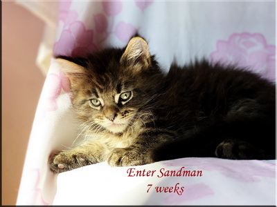 entersandman7w
