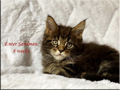 enetrsandman8w
