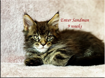 entersandman9weeks