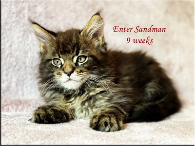 entersandman9weeks