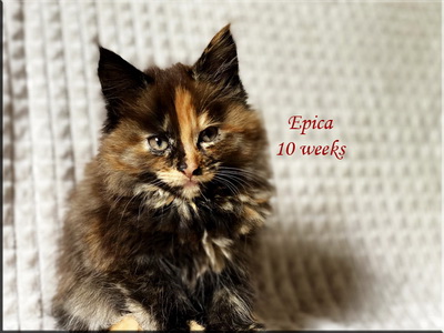 epica10weeks