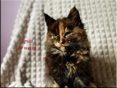 epica10weeks