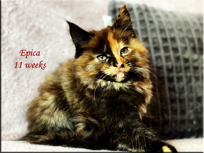 epica11weeks