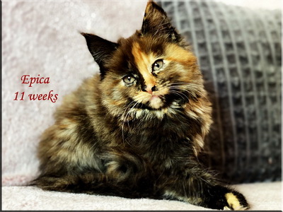 epica11weeks