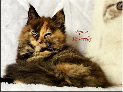 epica12weeks