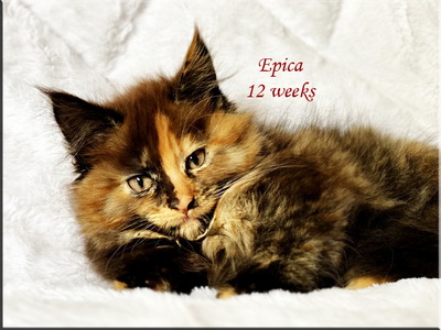 epica12weeks