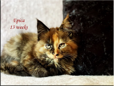 epica13weeks