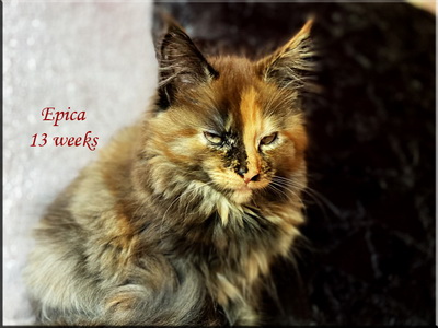 epica13weeks