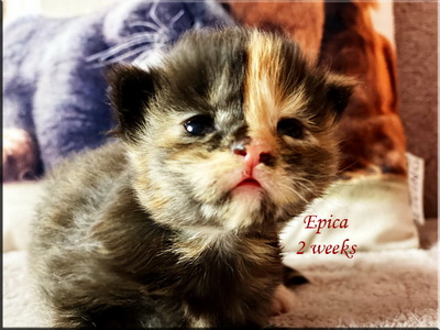 epica2weeks