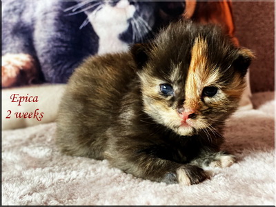 epica2weeks