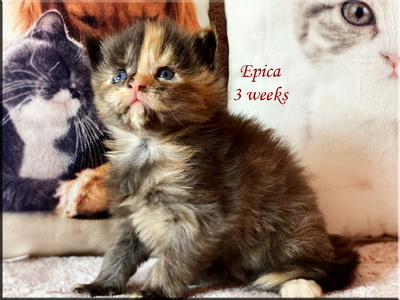 epica3weeks