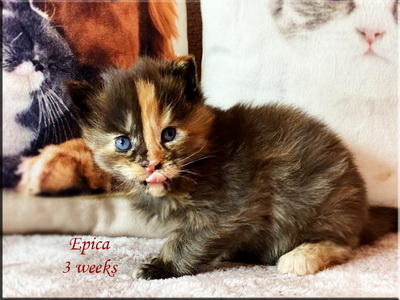 epica3weeks