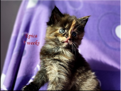 epica5w