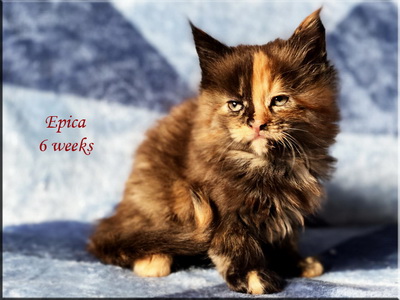 epica6weeks